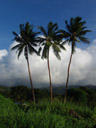 coconut palms