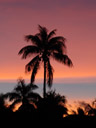 another fijian sunset, palm silhouette. 2006-01-15, Sony DSC-F717.