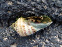 hermit crab (paguroidea) emerging. 2006-01-17, Sony DSC-F717. keywords: decapoda, anomura