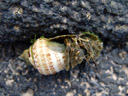 hermit crab (paguroidea) emerging. 2006-01-17, Sony DSC-F717. keywords: decapoda, anomura