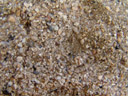 gut getarnte krabbe || foto details: 2006-01-17, matei, taveuni, fiji, Sony DSC-F717. keywords: natural camouflage