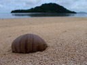 skeleton of a sea urchin, viubani in the background