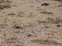 lots of yellow crabs that disappeared as soon as somebody approached. 2006-01-17, Sony DSC-F717.