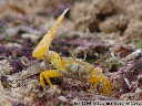 animation: lemon-yellow clawed fiddler crab (uca perplexa?), waving. 2006-01-17, Sony DSC-F717.