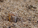 gelbe winkerkrabbe (uca perplexa?) gräbt sich in den sand ein || foto details: 2006-01-17, matei, taveuni, fiji, Sony DSC-F717.