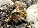 hermit crab (paguroidea). 2006-01-18, Sony DSC-F717. keywords: decapoda, anomura