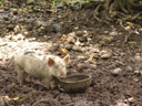 ich bin mir nicht sicher, wer überraschter war, den anderen zu sehen - ich oder das schwein || foto details: 2006-01-18, naba, taveuni, fiji, Sony DSC-F717.