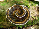 spiral fungus. 2006-01-18, Sony DSC-F717.