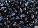 blue mussels (mytilus sp.). 2006-01-21, Sony DSC-F717. keywords: black, mytilidae, mytilinae