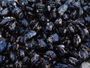 blue mussels (mytilus sp.)