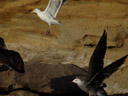 möwen (larus sp.) || foto details: 2006-01-21, laguna beach, ca, usa, Sony DSC-F717.