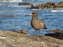 dark sea gull (larus sp.)