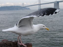 gull (larus sp.), takeoff. 2006-01-25, Sony DSC-F717.