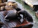 california sea lions (zalophus californianus californianus) playing 