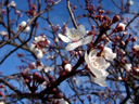 cherry flowers (prunus sp.), in late january. 2006-01-25, Sony DSC-F717.