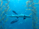 leopard shark (triakis semifasciata). 2006-01-27, Sony DSC-F717. keywords: elasmobranchii, carcharhiniformes, triakidae