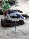 american avocet (recurvirostra americana), sleeping. 2006-01-27, Sony DSC-F717. keywords: charadriiformes, recurvirostridae