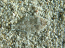 perfect camouflage: a flatfish (citharichthys sp.). 2006-01-27, Sony DSC-F717. keywords: teleostei, pleuronectiformes, paralichthyidae, natural camouflage, natürliche tarnung