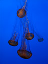 sea nettles (chrysaora fuscescens). 2006-01-27, Sony DSC-F717. keywords: Cnidaria, Scyphozoa, Semaeostomeae, Pelagiidae