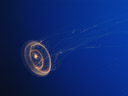 crystal jelly (aequorea victoria). 2006-01-27, Sony DSC-F717. keywords: bioluminescent, bioluminescence, bioluminescense, hydrozoa, hydroida, aequoreidae