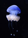 australian spotted jelly (phyllorhiza punctata)