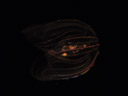warty comb jelly (mnemiopsis sp.), a perfect example for bioluminescence