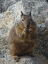 california ground squirrel (spermophilus beecheyi)