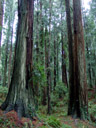 redwood trees (sequoia sempervirens) in sequoia park. 2006-02-01, Sony DSC-F717.