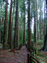 redwood trees (sequoia sempervirens) in sequoia park, w/ darrell for size estimation. 2006-02-01, Sony DSC-F717.