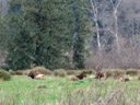 roosevelt elk (cervus canadensis roosevelti). 2006-01-31, Sony DSC-F717.