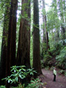 in redwood national park