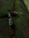 plant growing out of a dead trunk