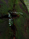 plant growing out of a dead trunk. 2006-01-31, Sony DSC-F717.