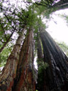 redwood forest. 2006-01-31, Sony DSC-F717.