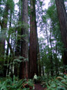 redwood forest. 2006-01-31, Sony DSC-F717.