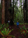 tiny me and giant trees. 2006-01-31, Sony DSC-F717.