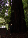 darrell, joyce, and giant sequoia (sequoiadendron giganteum). 2006-01-31, Sony DSC-F717.
