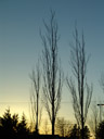 . 2006-02-09, Sony DSC-F717. keywords: trees, sunset, dawn, blue, orange