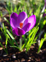 krokus (crocus sp.) || foto details: 2006-02-10, seattle, wa, usa, Sony DSC-F717. keywords: violett, violet, purple