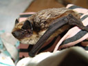 parti-coloured bat (vespertilio murinus). 2006-03-30, Sony Cybershot DSC-F828.