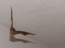 nathusius' pipistrelle bat (pipistrellus nathusii), flying in my room. 2006-03-30, Sony Cybershot DSC-F828. keywords: rauhhautfledermaus