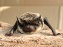 parti-coloured bat (vespertilio murinus), forntal. 2006-04-02, Sony Cybershot DSC-F828.