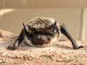zweifarbfledermaus (vespertilio murinus), frontal || foto details: 2006-04-02, rum, austria, Sony Cybershot DSC-F828.