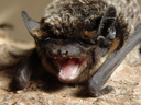 parti-coloured bat (vespertilio murinus) - tiny sharp teeth. 2006-04-02, Sony Cybershot DSC-F828.