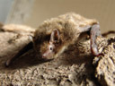 rauhautfledermaus (pipistrellus nathusii) || foto details: 2006-04-02, rum, austria, Sony Cybershot DSC-F828.