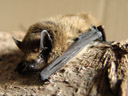 kuhl's pipistrelle (pipistrellus kuhlii). 2006-04-02, Sony Cybershot DSC-F828.