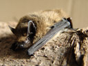 weissrandfledermaus (pipistrellus kuhlii) || foto details: 2006-04-02, rum, austria, Sony Cybershot DSC-F828.