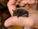 common pipistrelle bat (pipistrellus pipistrellus), sitting on a thumb. 2006-04-02, Sony Cybershot DSC-F828. keywords: sitting thumb bat microbat vespertilionidae