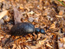 weibl. schwarzblauer ölkäfer (meloe proscarabaeus) || foto details: 2006-04-07, innsbruck / austria, Sony Cybershot DSC-F828. keywords: blister beetle