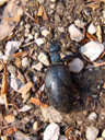 weibl. schwarzblauer ölkäfer (meloe proscarabaeus) || foto details: 2006-04-07, innsbruck / austria, Sony Cybershot DSC-F828. keywords: blister beetle
